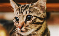 猫戴伊丽莎白圈会抑郁吗
