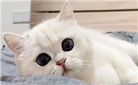 猫咪躺着的时候发抖