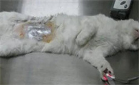 母猫需要做绝育吗