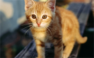 猫咪有只眼睛睁不开是怎么回事