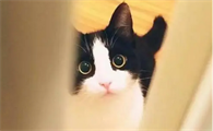 猫咪吃的禁情粉药效持续多久