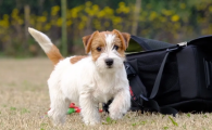 杰克罗素梗犬图片