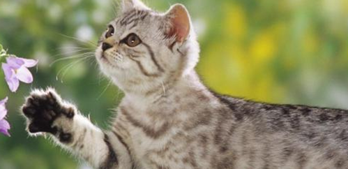 宠物猫能吃荔枝吗 宠物猫能吃荔枝吗