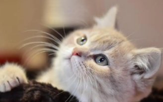 猫咪发烧吃什么药 猫咪发烧吃什么药
