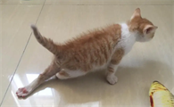 小猫后脚无力是什么原因造成的