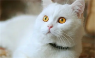 猫体外驱虫怎么做