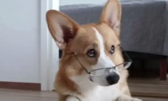 狗狗来例假怎么处理好