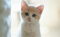小猫咪需要打针吗