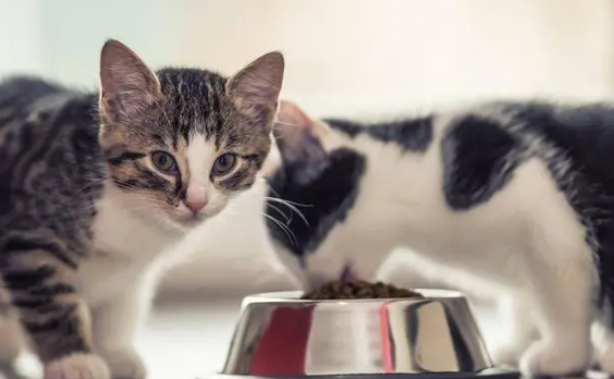 猫瘟没吐没拉能不能吃东西了
