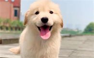 金毛幼犬怎么喂养