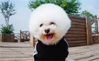 比熊除了吃狗粮还能吃什么