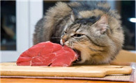 小猫喂什么吃的比较好呢