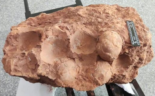 博物馆回应“发现三枚8000万年前恐龙蛋化石”：后续可能会展出