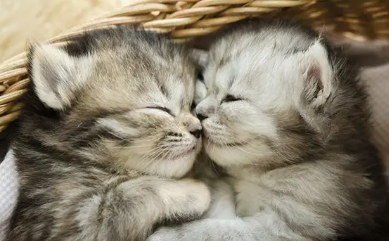 母猫绝育公猫还会碰它吗