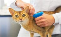 猫打疫苗一共打几针多少钱