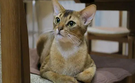 母猫涨奶没有小猫怎么办