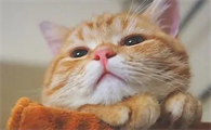 猫咪为什么突然开始乱尿