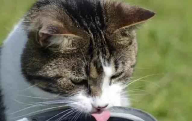 猫吐绿色的水什么原因