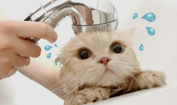 小猫咪可以用人用的沐浴露洗澡吗