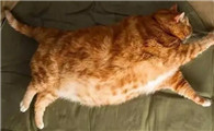 猫咪怀孕了要注意什么