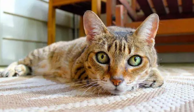 猫能喝牛奶纯牛奶吗为啥 猫能喝牛奶纯牛奶吗为啥