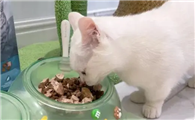 猫咪益生菌应该怎么吃