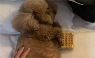 泰迪狗老是抖身体什么原因