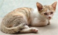 小猫腿脱臼怎么接上