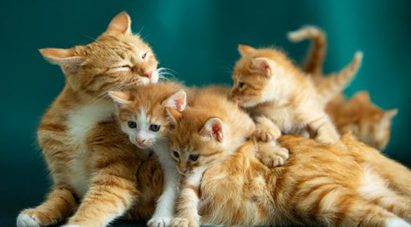 猫咪要生了怎么帮助