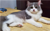 猫咪吐舌头呼吸是因为热吗