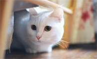 猫怀孕需要注意些什么事项