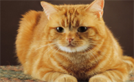 猫咪异常兴奋是什么情况