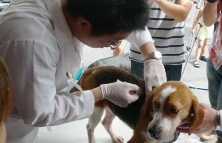 狗打完疫苗感冒吃什么药比较好 狗打完疫苗感冒吃什么药比较好