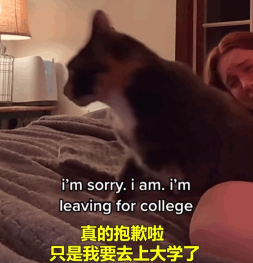 主人开学离开猫哭得撕心裂肺,猫被吵醒后一巴掌:吵死了,赶紧走 主人开学离开猫哭得撕心裂肺,猫被吵醒后一巴掌:吵死了,赶紧走