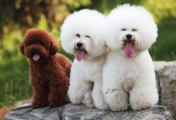 来看看泰迪和比熊生出来的狗是什么样子的!