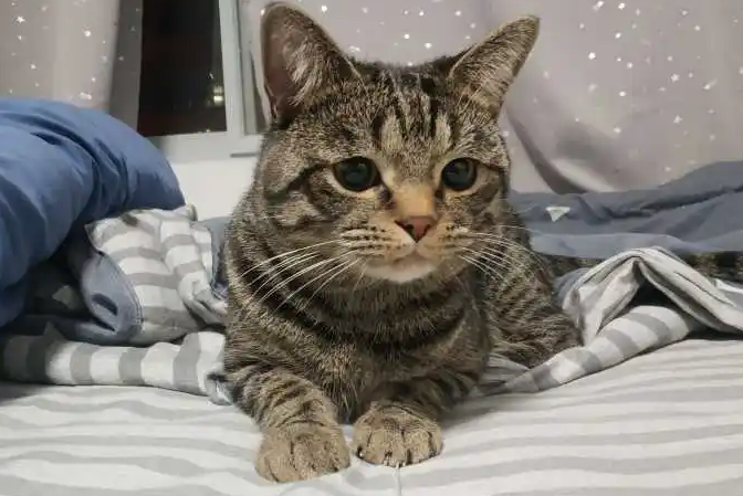 你知道外国是如何评价中国狸花猫的吗? 你知道外国是如何评价中国狸花猫的吗?