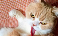 猫吃完就吐是怎么回事,不吃就没事