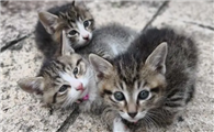 刚刚生下的小猫人工养得活吗