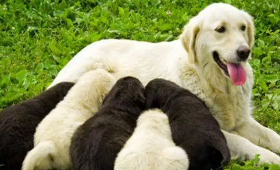 怎么确定狗狗怀孕了 怎么确定狗狗怀孕了