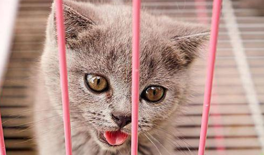 猫鼻支是怎么引起的 猫鼻支是怎么引起的
