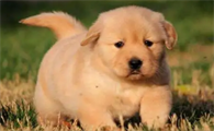 如何辨别金毛幼犬是否纯正