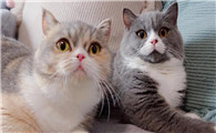 猫咪尿不出尿怎么办
