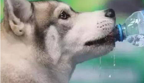 犬焦虫病最有效的治疗方法是什么 犬焦虫病最有效的治疗方法是什么