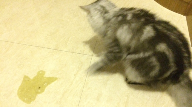 猫咪不吃饭吐黄水是怎么回事啊 猫咪不吃饭吐黄水是怎么回事啊