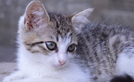 猫喝什么奶好