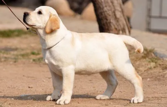拉布拉多怎么看纯不纯幼犬?新手必看 拉布拉多怎么看纯不纯幼犬?新手必看