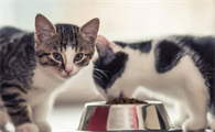 猫瘟没吐没拉能不能吃东西了
