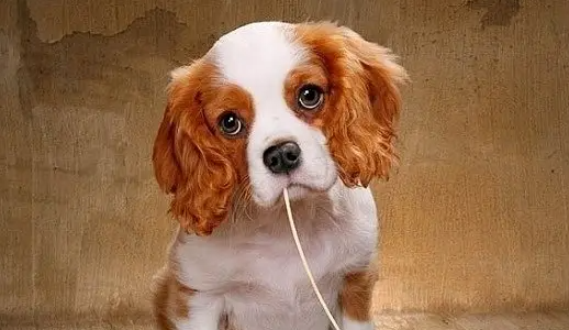 狗狗误食蚊香怎么办啊 狗狗误食蚊香怎么办啊