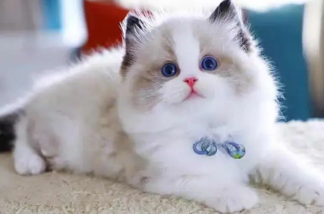 如何挑选布偶猫幼崽