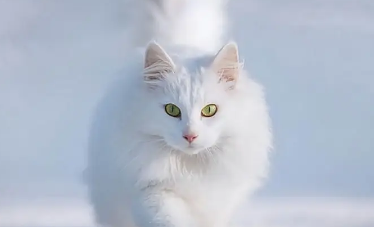 猫藓容易复发吗 猫藓容易复发吗
